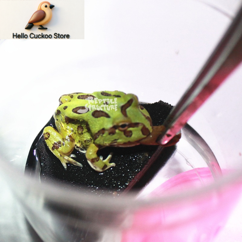 Boynuzlu Kurbağa Yemi, Granül  - Calcium Powder Reptile incelemesi ve fiyatı
